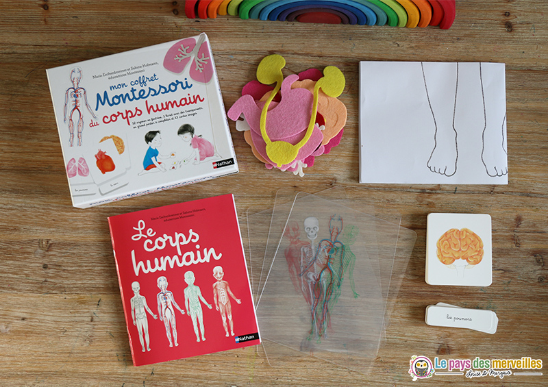 Contenu du coffret montessori du corps humain