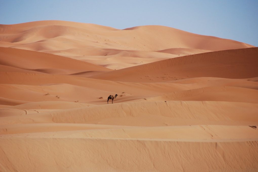 désert maroc dromadaire