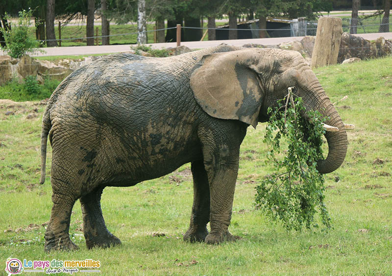 Eléphant du zoo de Thoiry