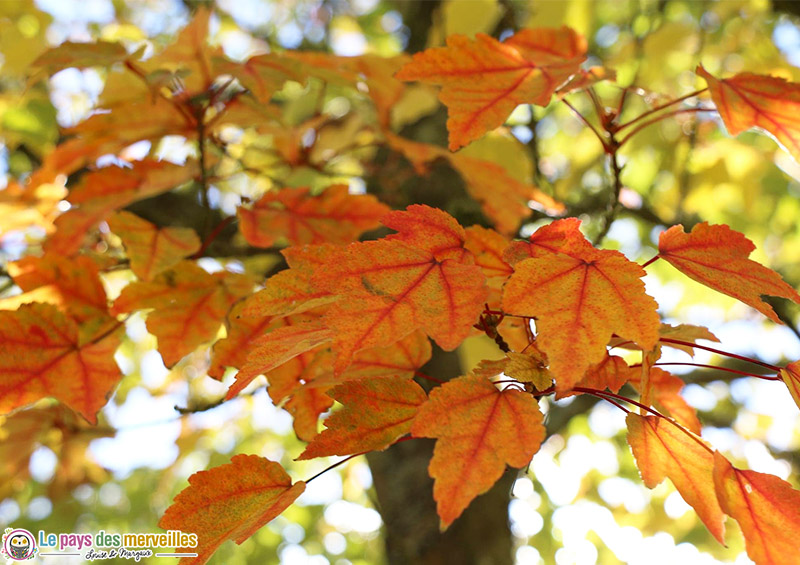 Feuilles d'automne orange