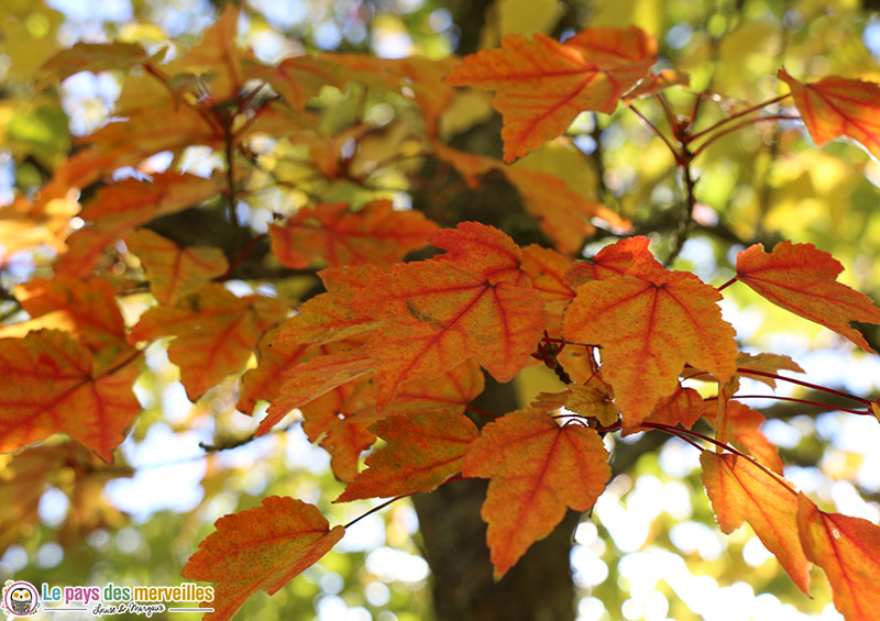 Feuilles d'automne orange