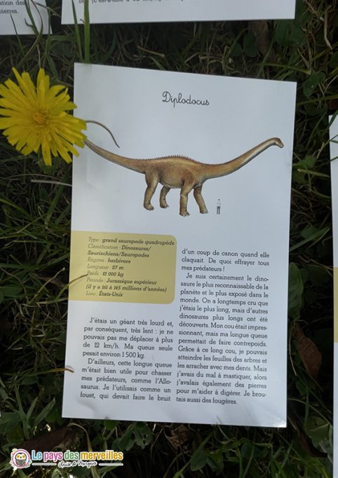 fiche identité Diplodocus