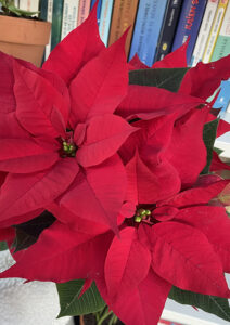 plante de Noël rouge Poinsettia
