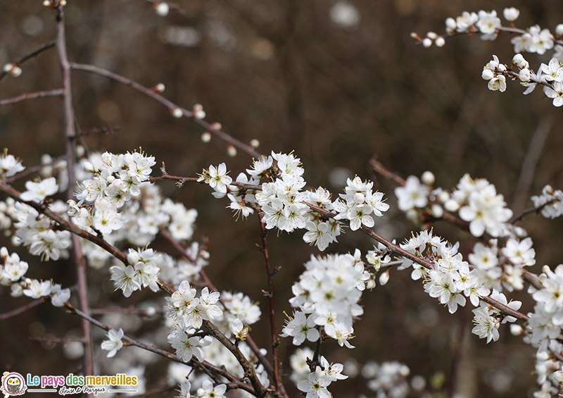 Fleurs blanches