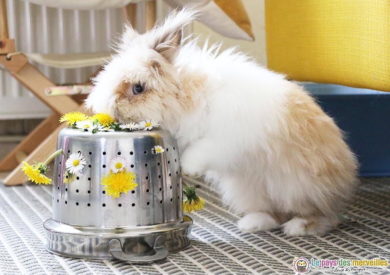 activité de motricité fine avec des fleurs pour le repas du lapin