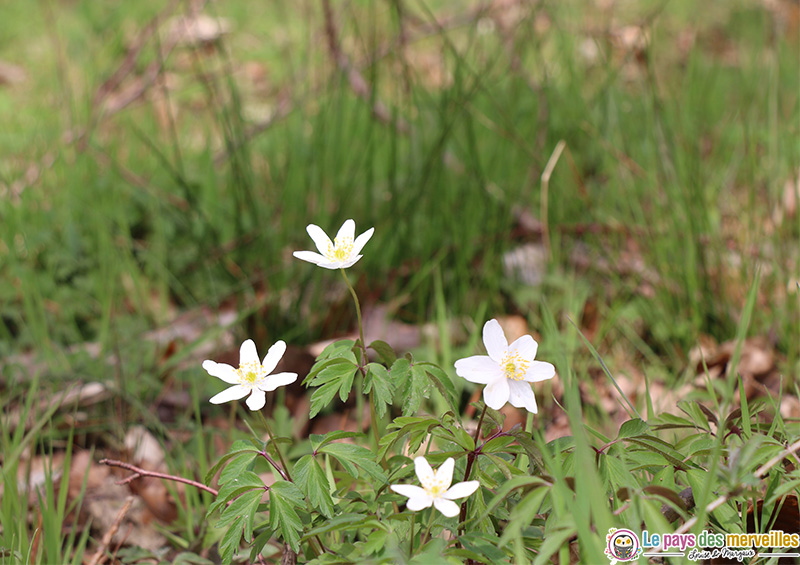 Fleurs blanches