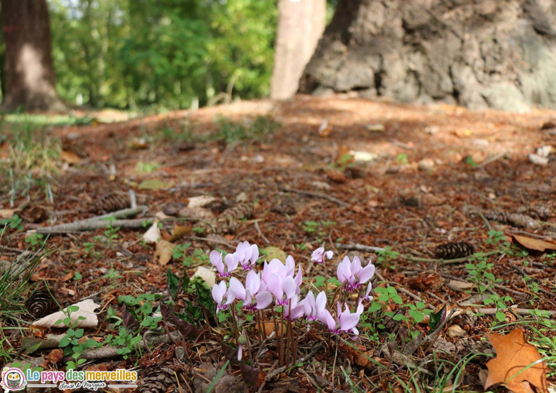 Fleurs forêt Normandie