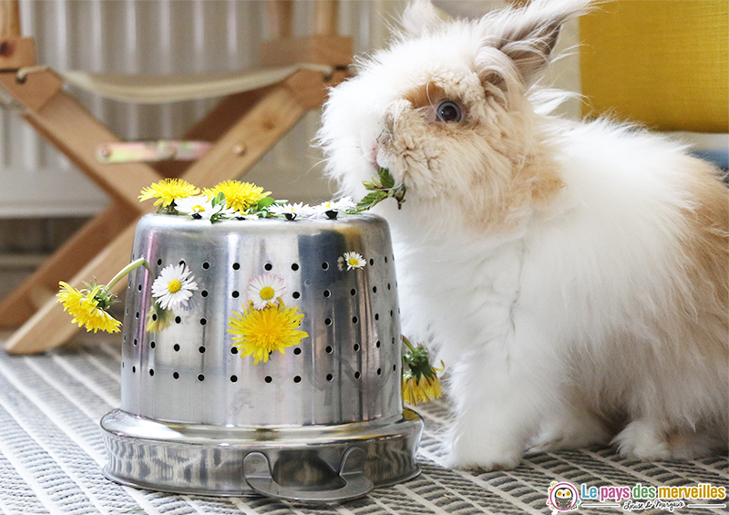 lapin qui mange des fleurs