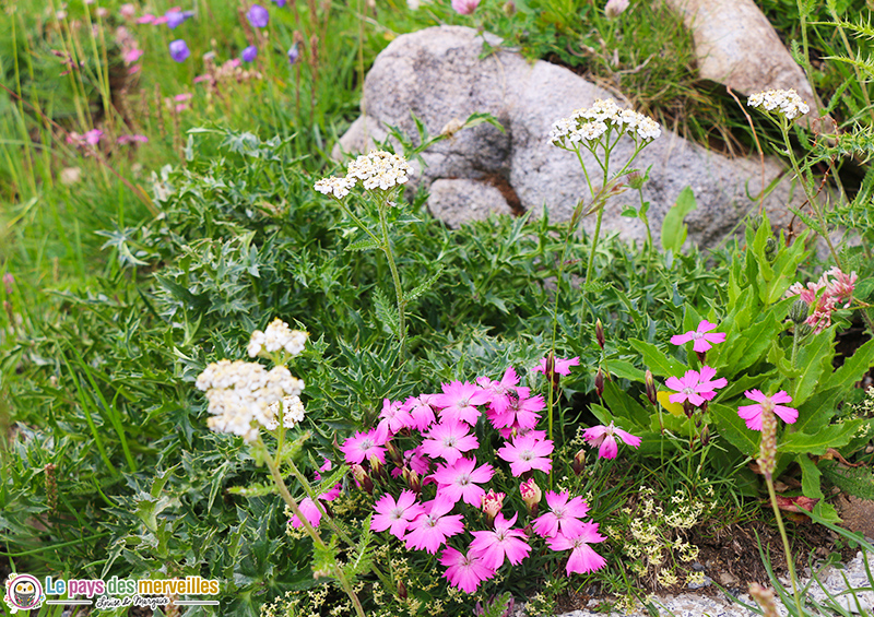 Fleurs au col de la Cayolle