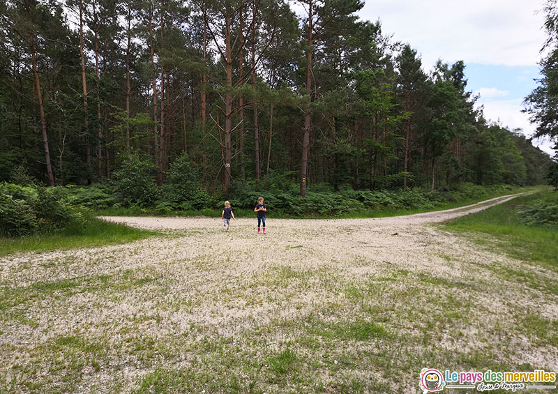 Forêt de Montfort en Normandie