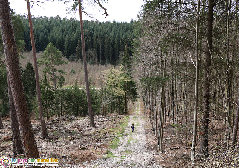 Forêt normande