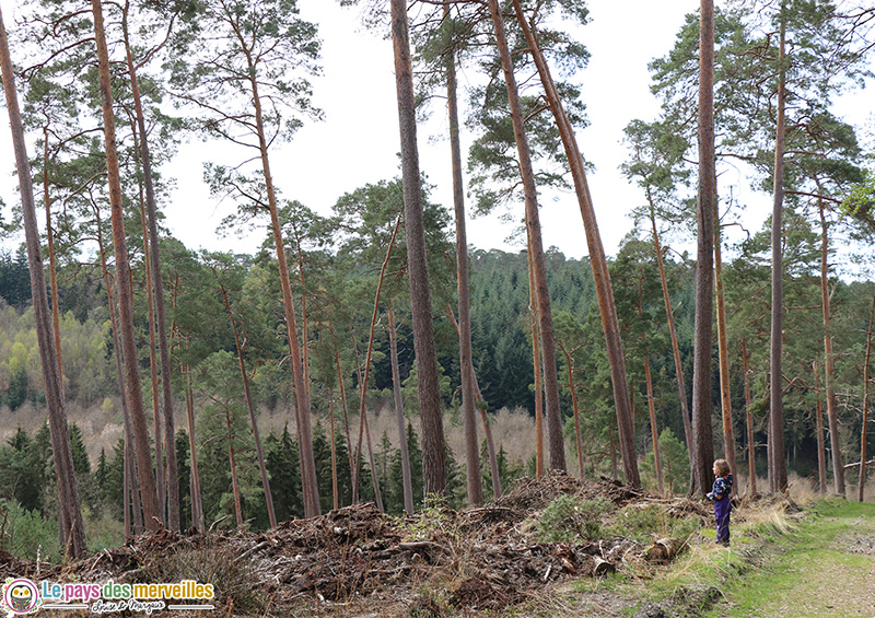 Forêt de Montfort-sur-risle