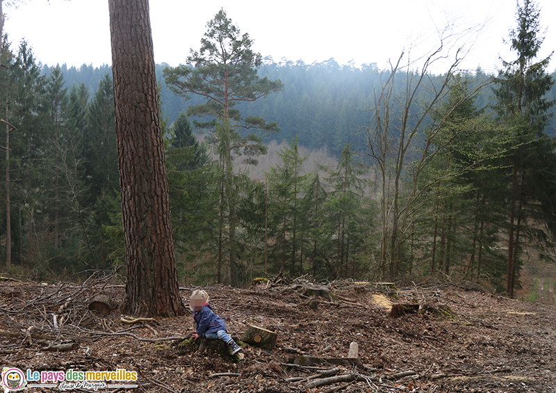 Forêt de Montfort sur Risle