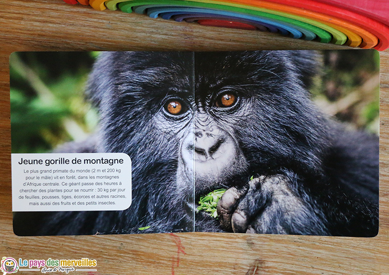 jeune gorille de montagne 