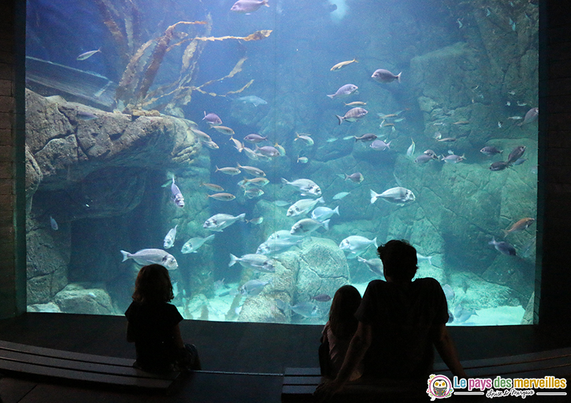 grand aquarium à Audierne