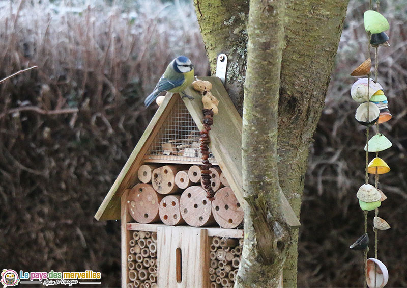 Mésange qui mange des cacahuètes