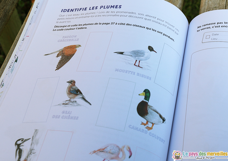 identifier les plumes