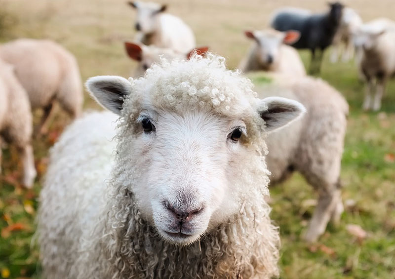 Mouton en gros plan dans un troupeau