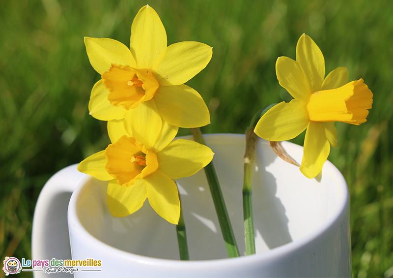 jonquilles dans un mug