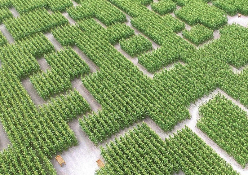 labyrinthe de maïs à Caen vu d'en haut