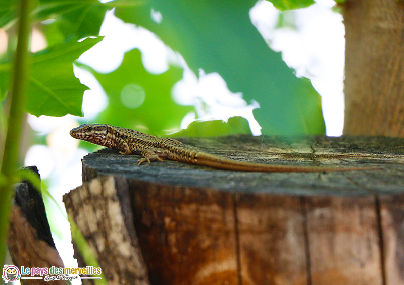 Lézard