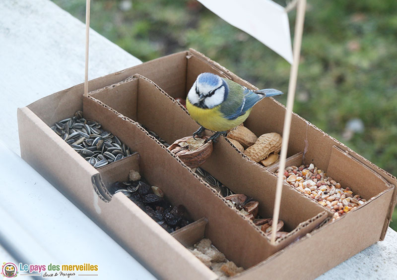 Mésange qui mange des noix