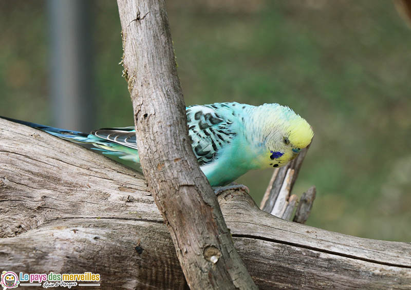 Oiseau vert et jaune