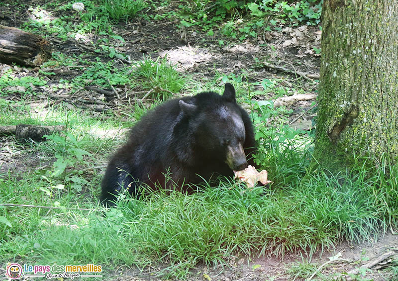 ours en train de manger