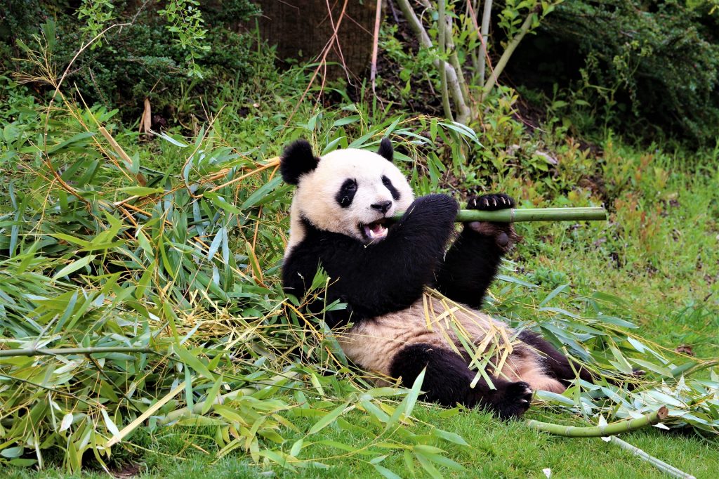 Zoo de Beauval Panda