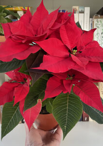 fleur rouge Noël Poinsettia