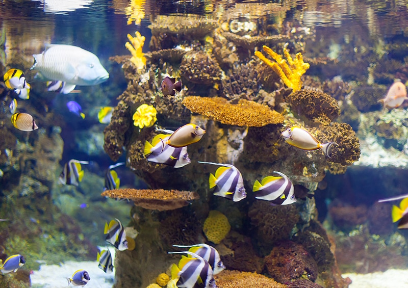 poissons aquarium reproduction monde marin