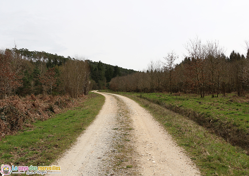 Sentier Montfort-Sur-Risles forêt domaniale