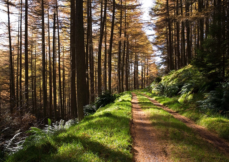 forêt de pins dans les Landes