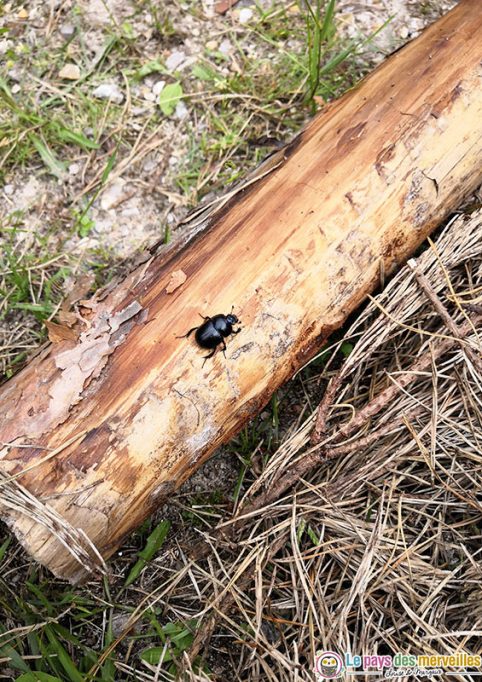 Scarabée de fumier en forêt