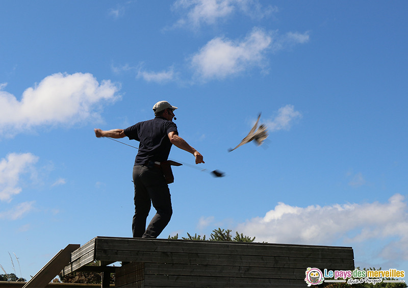 Spectacle aigles