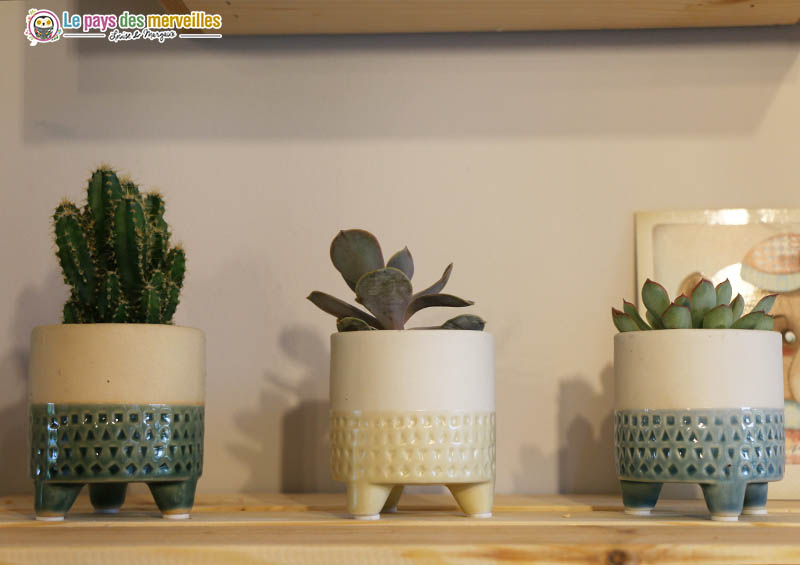 petites succulentes en pot de style scandinave