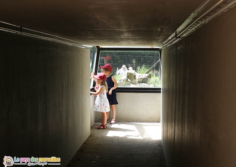 Tunnel de verre des hyènes