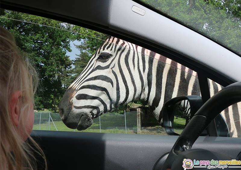 Thoiry safari en voiture